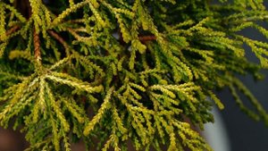 GITTE - Кипарисовик туполистный (Chamaecyparis obtusa 'Gitte') — описание растения