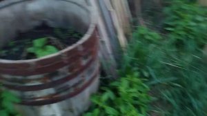 Хрен не перезимовал в бочках!