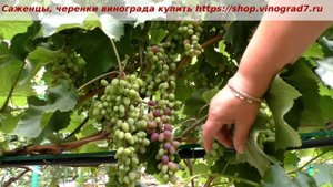 Кишмиш юпитер, начало окрашивания ягод на 13 июля. Подтверждает ранний срок созревания. Пузенко Н.Л