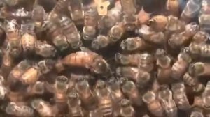 Пчелиная матка царица улья матка откладывает яйца Queen Bee Laying Eggs какую породу пчел выбрать