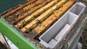 весенние работы с пчелами - ошибки при формирования отводков пчел - часть 2 ( отсаживаю матку )