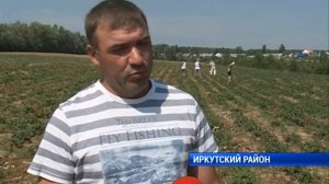 Сбор иркутской клубники