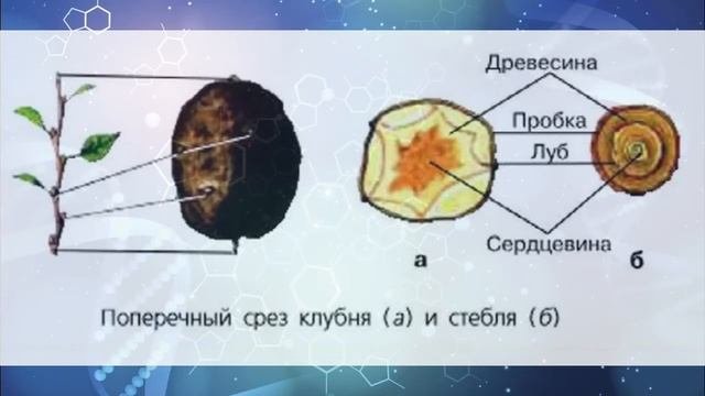 Биология 7 кл Пасечник $26 Видоизменения побегов