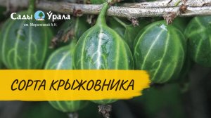 Крыжовник - выбор сорта. Телепередача Земля Уральская. Архив 2011 год