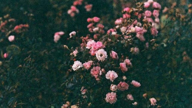 ● Счастье после черной полосы ● 15 часть ● Jikook ● смотреть онлайн