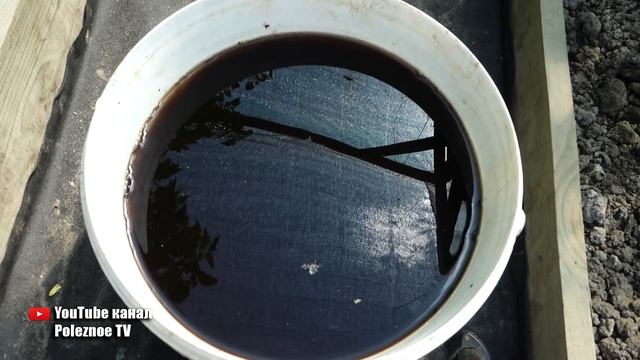 ОТ ЭТОЙ ПОДКОРМКИ ПОМИДОРЫ УВЕЛИЧИВАЮТСЯ В РАЗМЕРАХ НА ГЛАЗАХ