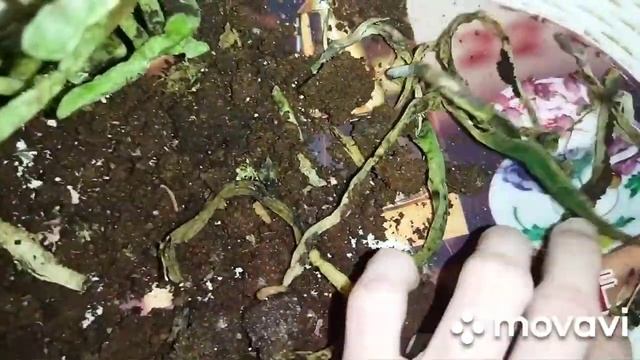 Орхидея в торфе 1,5 года!Пересадка!Гнилые корни!Слабое цветение! смотреть онлайн