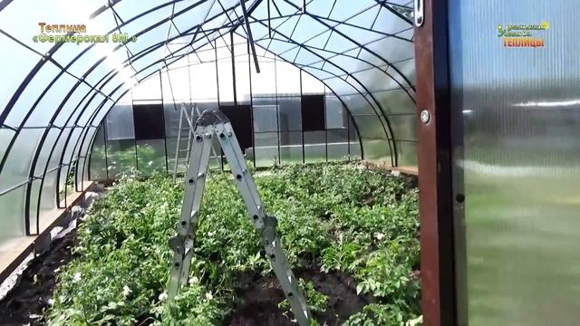 Теплица  «Фермерская 8М » Стандартная Теплица. Каплевидная теплица.