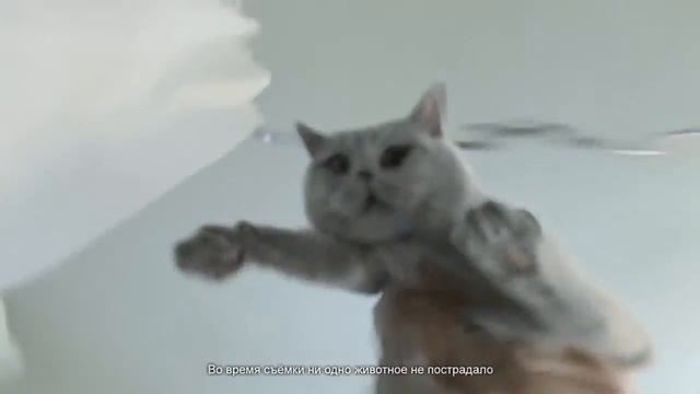 Как помыть кота с помощью браузера и полотенца1.mp4 смотреть онлайн