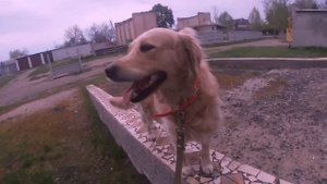 Заболела собака. Первые 16 часов. Понос у собаки