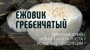 Ежевик (Ежовик) Гребенчатый. Зерномицелий. Новый парник. Мухоморы. Розыгрыш продукции. Львиная грива