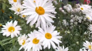 Такие ромашки надо посадить в своём саду.