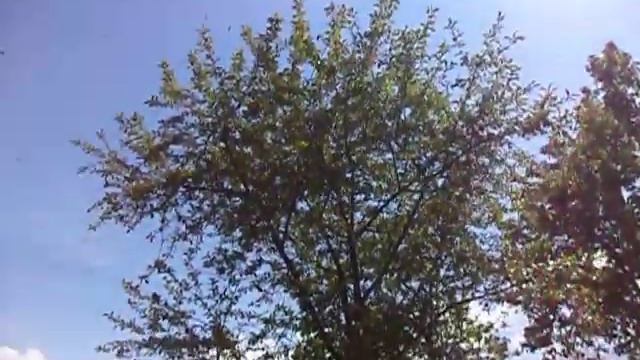 Роение пчел . Неудачный ложный вылет . смотреть онлайн