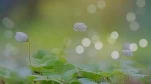 Футаж Весенний Footage Motion Background