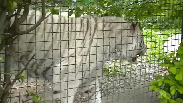 Крым. Ялта. Май 2о16. Зоопарк Сказка. Белый тигр.