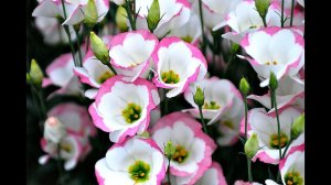 Секреты выращивания эустомы, лизиантуса из семян в домашних условиях!