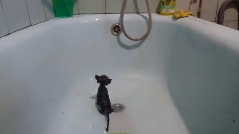 Спасение котят. Часть 1