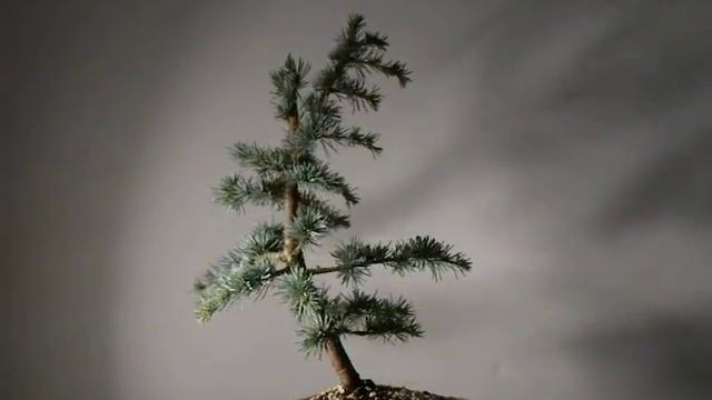 Blue Atlantic Cedar Bonsai Tree смотреть онлайн