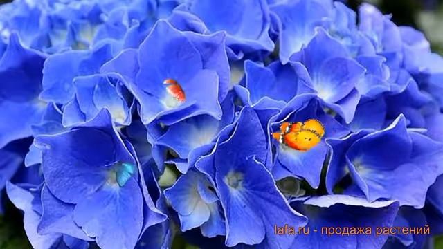 Гортензия крупнолистовая Рената (renate steiniger) ? обзор: как сажать, саженцы гортензии Рената смотреть онлайн