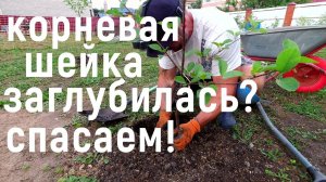 Утонула КОРНЕВАЯ ШЕЙКА! Как исправить ситуацию СРОЧНО спасаем дерево!