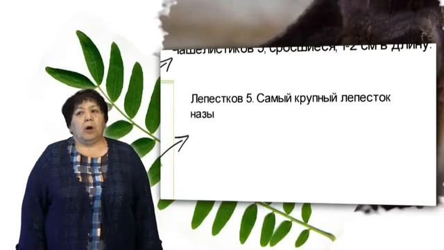 Байтелиева А.М. Систематика растений смотреть онлайн
