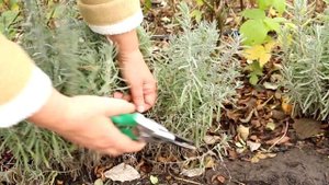 Это растение отпугивает тлю и белокрылку! Как размножить лаванду осенью: обрезка и черенкование