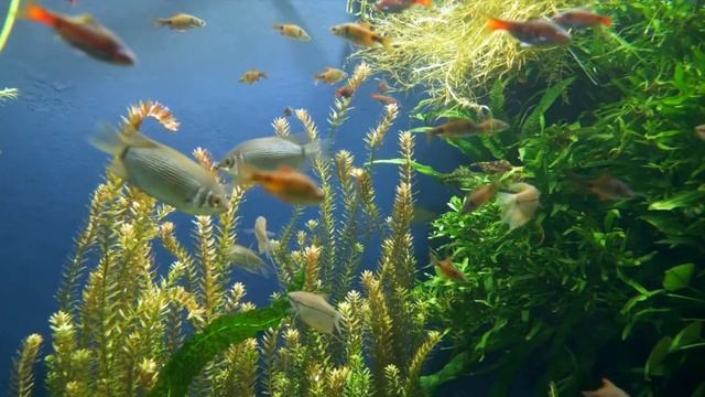 Мгновенное избавление от стресса и беспокойства, аквариум,исцеляющие звуки для тела и души. смотреть онлайн