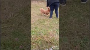 Чужая ошибка