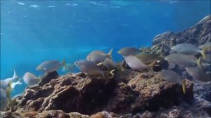 Видео. Музыка для Души. Симфония Моря и Солнца.