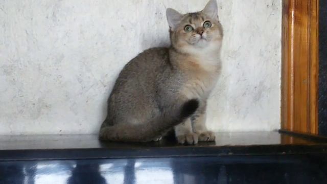 Продажа - золотой британский котенок - мальчик/For Sale - gold British kitten - male