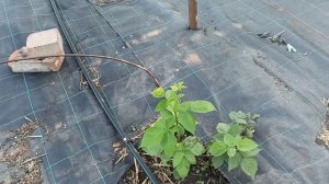 Очередная подкормка ежевики. 06.06.2021, г.Омск