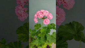 Пеларгонія Swanland Pink/Australien Pink Rosebud