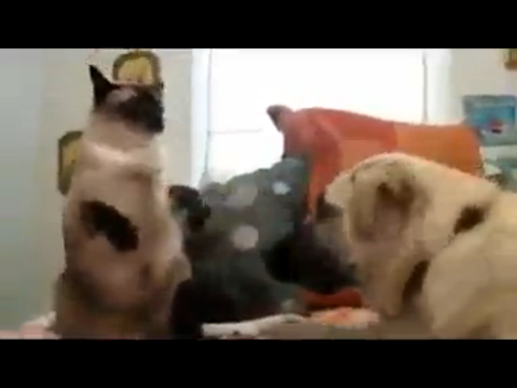 Кошки_ Vs Собаки смотреть онлайн