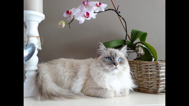 КОТОФЕИЧ
