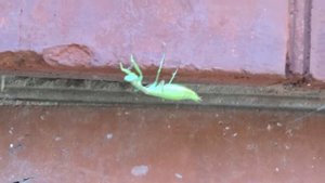 Богомол насекомое