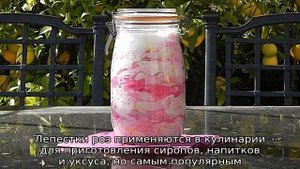 Как сохранить лепестки роз