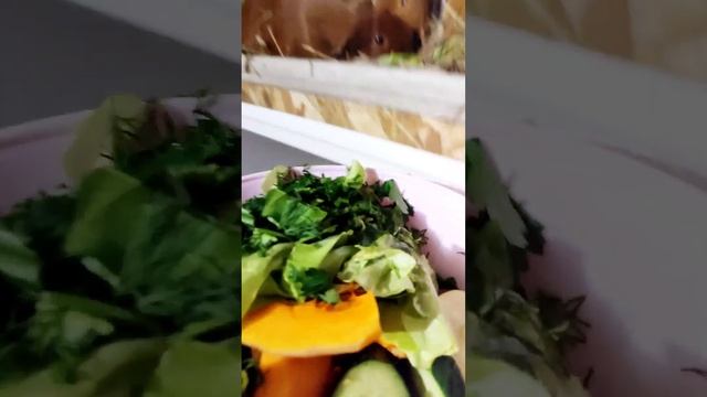 морские свинки Английский селф ☎89031200386 смотреть онлайн