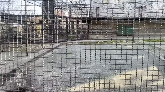 В зоопарке «СКАЗКА» растет очень симпатичный гамадриленок ЖЕНИХ для обезьянки ЛЮСИ! смотреть онлайн