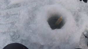 ЭТА БЕЗМОТЫЛКА ОБЛОВИЛА МОТЫЛКУ! НАДО ЗАПРЕТИТЬ ЭТУ БЕЗМОТЫЛКУ! РЫБАЛКА НА БЕЗМОТЫЛКУ!