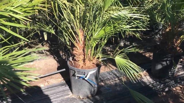 Mediterranean Fan Palm Chamaerops humilis