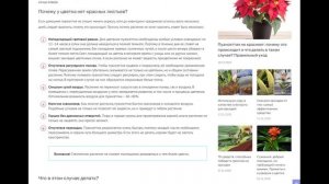 Почему у пуансеттии не краснеют листья, а остаются зелеными и что делать, чтобы цветок покраснел?