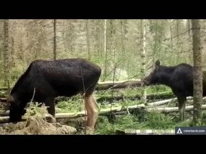 ? Лоси на Солонце _ Китайская фотоловушка удивляет.mp4