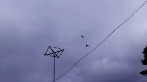 Николаевские голуби на севере. Часть 2.
