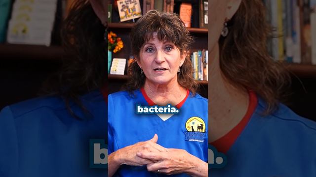 How much water does my dog or cat need and how to prevent dehydration смотреть онлайн