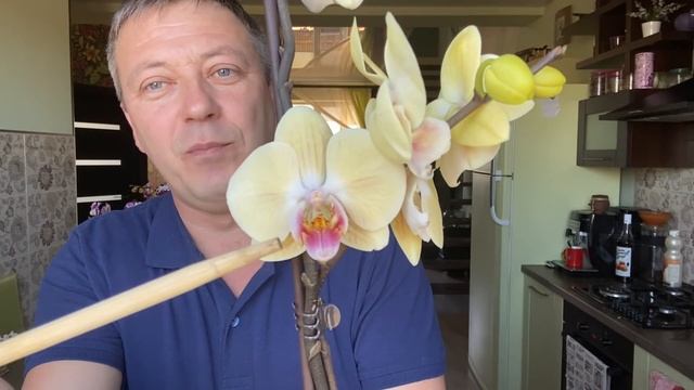 какие орхидеи "МЯСИСТЫЕ" купил? окрас орхидей - роскошь!