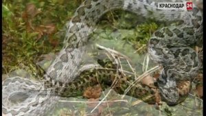 Высокую активность змей зафиксировали в Краснодаре и пригороде