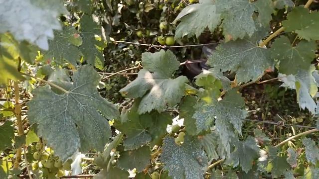 СОСТОЯНИЕ ВИНОГРАДНИКА НА 1 АВГУСТА УЛЬТРО РАННИЕ СОРТА ВИНОГРАДА смотреть онлайн