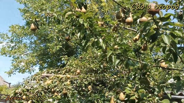 Сорт Груши Бера, Какую грушу посадить во дворе, Зимостойкая груша, груша бера смотреть онлайн