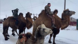 Обучение верблюда