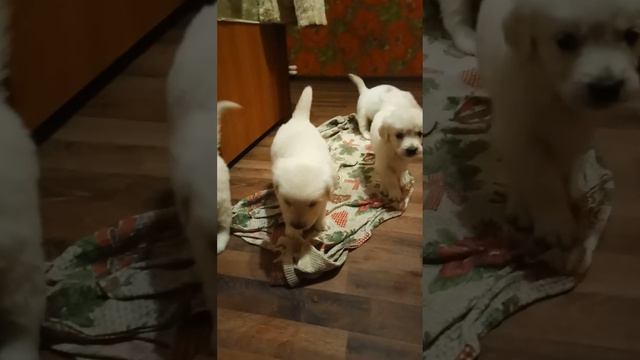 Щенки золотистого ретривера 1 месяц. В продаже с 5 ноября смотреть онлайн